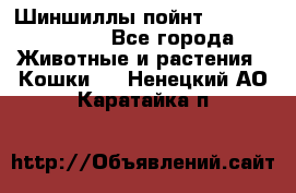 Шиншиллы пойнт ns1133,ny1133. - Все города Животные и растения » Кошки   . Ненецкий АО,Каратайка п.